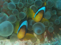   Two KindRas Katy Ras Mohammed Sharm el Sheik using Fuji Fine Pix F10 depth 18 metres. metres  